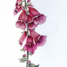 Watercolour of a Foxglove by Jackie Coldrey