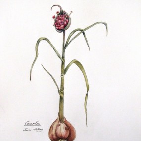 Garlic - Jackie Coldrey