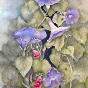 Morning Glory by Jackie Coldrey