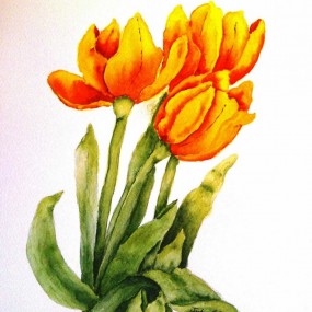 Show off Tulips - Jackie Coldrey