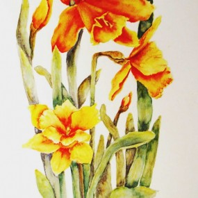 Showy Daffodils - Jackie Coldrey