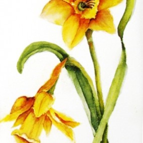 Spring Flowers, Daffodil - Jackie Coldrey
