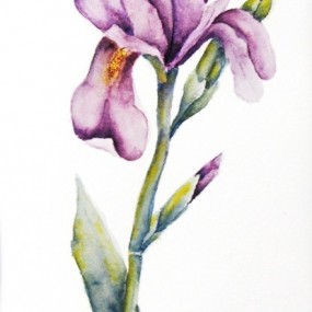 Spring Flowers - Iris - Jackie Coldrey