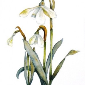 Spring Flowers, Snowdrops - Jackie Coldrey